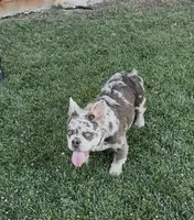Stormy, a female French Bulldog for sale in Merced, CA – 3 of 10