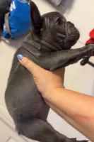 Nova Blue Male, a male French Bulldog for sale in Merced, CA – 3 of 4