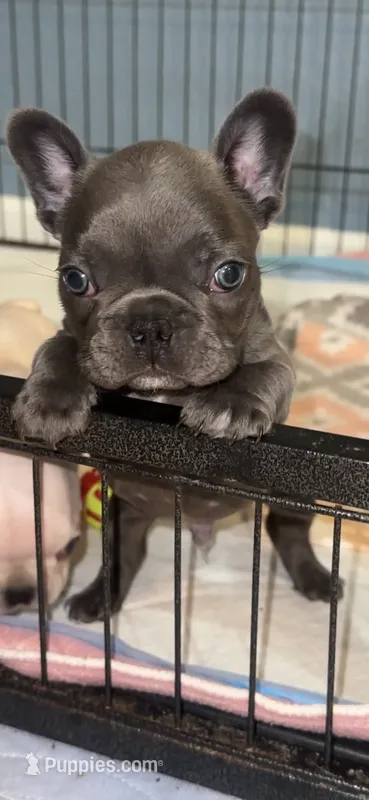 Nova Blue Female – French Bulldog puppy for sale in Merced, CA