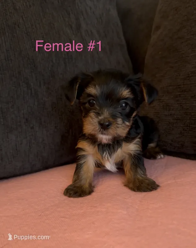 Gracie 1 – Yorkshire Terrier puppy for sale in Merced, CA