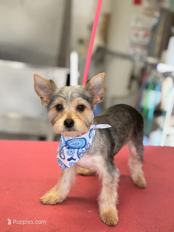 Max – Yorkshire Terrier puppy for sale in Merced, CA