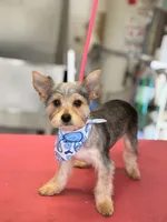 Max, a male Yorkshire Terrier for sale in Merced, CA – 1 of 4