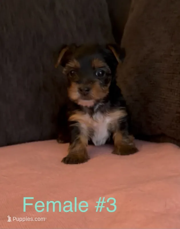 Gracie 3 – Yorkshire Terrier puppy for sale in Merced, CA