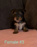 Gracie 3, a female Yorkshire Terrier for sale in Merced, CA – 1 of 8