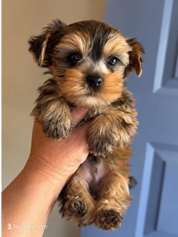 Brown male – Yorkshire Terrier puppy for sale in Merced, CA