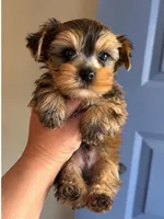 Brown male, a male Yorkshire Terrier for sale in Merced, CA – 1 of 2