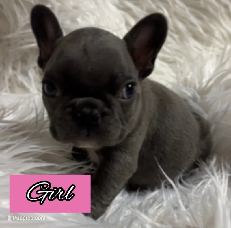 Nova Blue Female – French Bulldog puppy for sale in Merced, CA