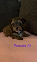 Gracie 2, a female Yorkshire Terrier for sale in Merced, CA – 2 of 7