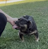 Bluebelle, a female French Bulldog for sale in Merced, CA – 5 of 5