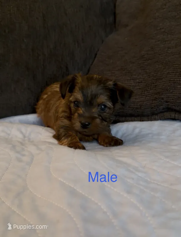 Grace 4 – Yorkshire Terrier puppy for sale in Merced, CA