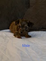 Grace 4, a male Yorkshire Terrier for sale in Merced, CA – 1 of 7