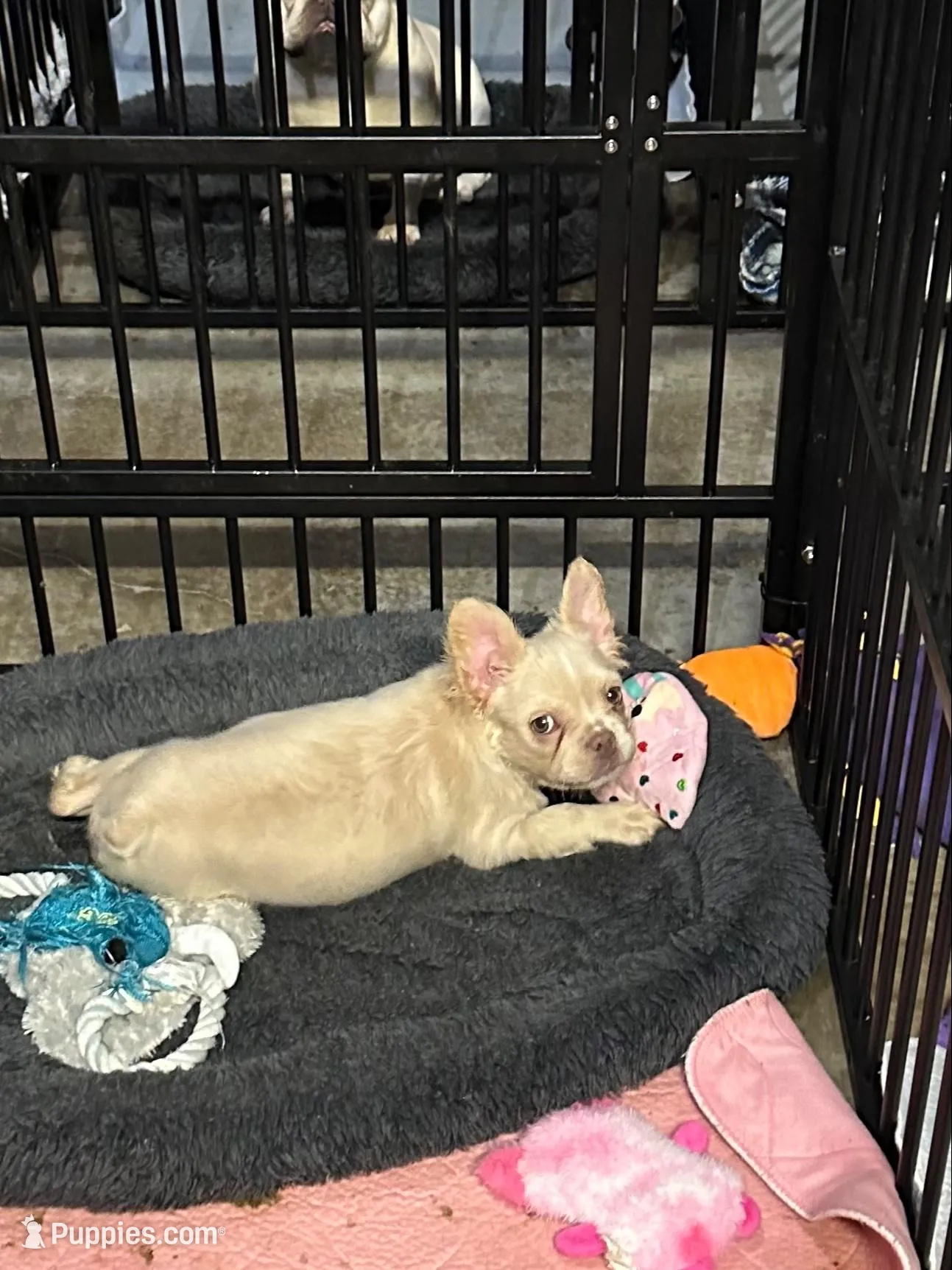Gabbie AKC – French Bulldog puppy for sale in Merced, CA
