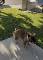 Stella Rosi , a female French Bulldog for sale in Merced, CA – 5 of 6