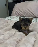 Lippy #2, a female Yorkshire Terrier for sale in Merced, CA – 2 of 3