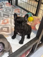 Nova Black Female, a female French Bulldog for sale in Merced, CA – 3 of 3