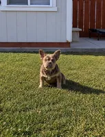 Teddy Gramz AKC, a male French Bulldog for sale in Merced, CA – 2 of 5