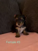 Gracie 3, a female Yorkshire Terrier for sale in Merced, CA – 6 of 8