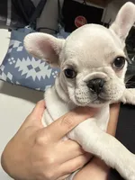 Cream Female, a female French Bulldog for sale in Merced, CA – 2 of 6