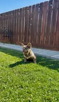 Teddy Gramz AKC, a male French Bulldog for sale in Merced, CA – 4 of 5