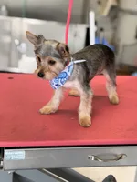 Max, a male Yorkshire Terrier for sale in Merced, CA – 2 of 4