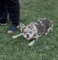 Stormy, a female French Bulldog for sale in Merced, CA – 9 of 10