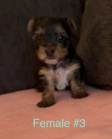 Gracie 3, a female Yorkshire Terrier for sale in Merced, CA – 2 of 8