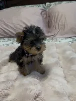 Lippy  #1, a female Yorkshire Terrier for sale in Merced, CA – 3 of 3