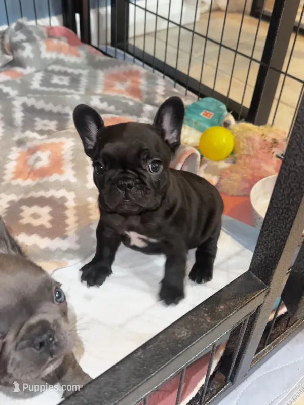 Nova Black Female – French Bulldog puppy for sale in Merced, CA