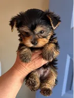 Black male, a male Yorkshire Terrier for sale in Merced, CA – 2 of 2