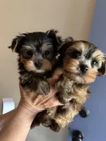 Milan brown male, a male Yorkshire Terrier for sale in Merced, CA – 4 of 6