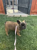 AKC Stella Rosi, a female French Bulldog for sale in Merced, CA – 1 of 5