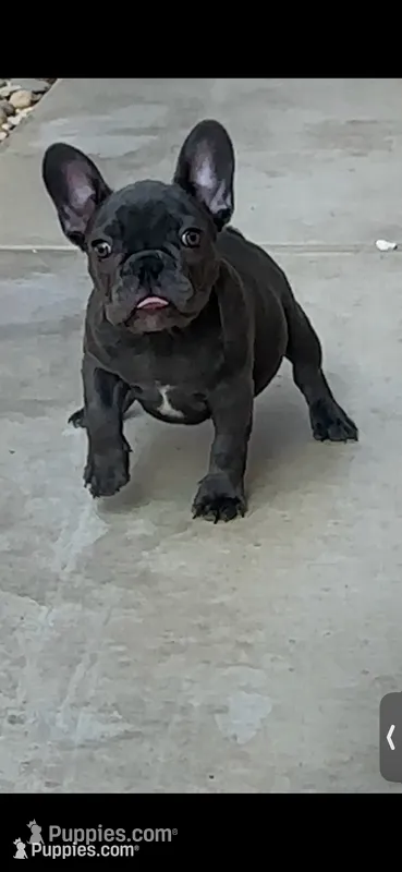 Nova Blue Male – French Bulldog puppy for sale in Merced, CA