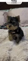 Lippy#4, a female Yorkshire Terrier for sale in Merced, CA – 2 of 4
