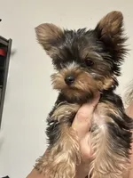 Flower #1, a female Yorkshire Terrier for sale in Merced, CA – 2 of 3