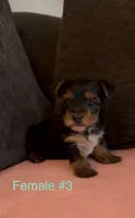 Gracie 3, a female Yorkshire Terrier for sale in Merced, CA – 4 of 8