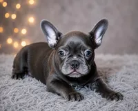 Blue Male 2, a male French Bulldog for sale in Merced, CA – 2 of 5