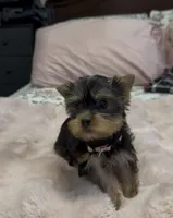 Lippy#4, a female Yorkshire Terrier for sale in Merced, CA – 3 of 4