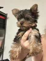 Flower #1, a female Yorkshire Terrier for sale in Merced, CA – 3 of 3