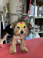 Meeka, a female Yorkshire Terrier for sale in Merced, CA – 2 of 3