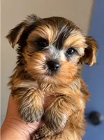 Brown male, a male Yorkshire Terrier for sale in Merced, CA – 2 of 2