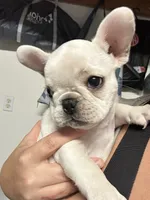Cream Female, a female French Bulldog for sale in Merced, CA – 3 of 6