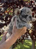 Merle Male, a male French Bulldog for sale in Merced, CA – 4 of 6