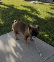 Stella Rosi , a female French Bulldog for sale in Merced, CA – 4 of 6