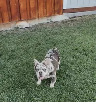 Stormy, a female French Bulldog for sale in Merced, CA – 4 of 10