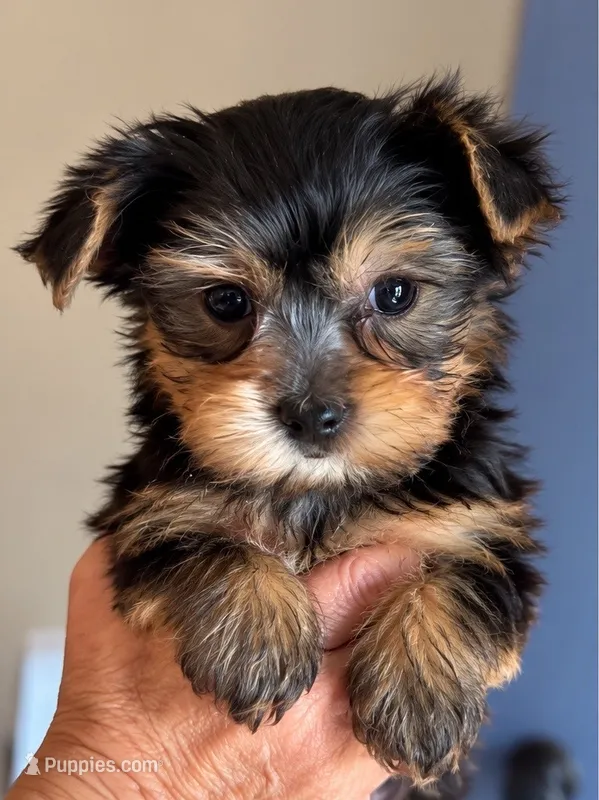 Black male – Yorkshire Terrier puppy on hold in Merced, CA