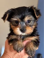 Black male, a male Yorkshire Terrier for sale in Merced, CA – 1 of 2