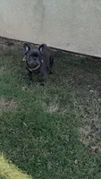 Khali , a female French Bulldog for sale in Merced, CA – 3 of 4