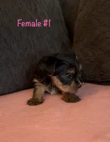 Gracie 1, a female Yorkshire Terrier for sale in Merced, CA – 4 of 5