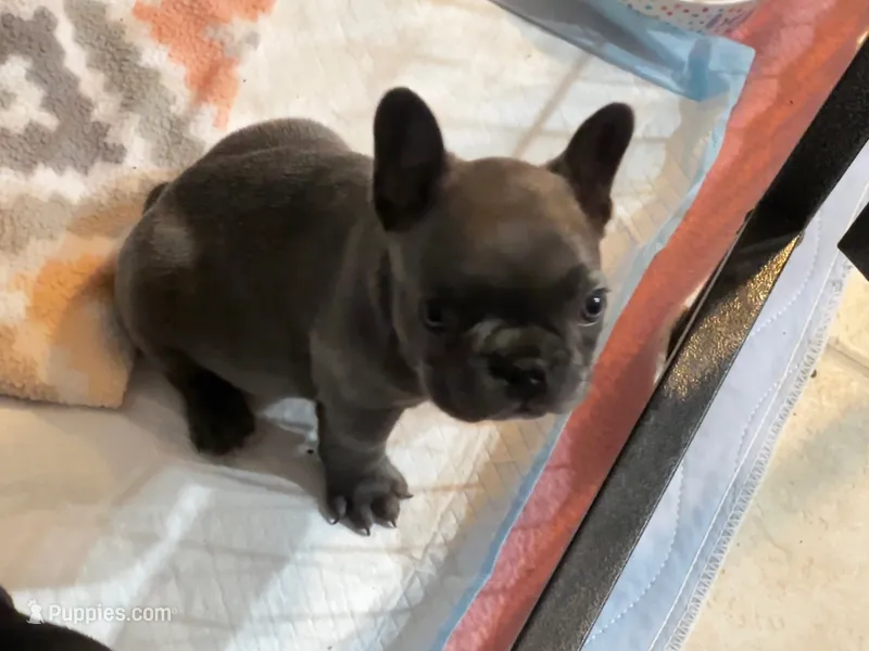 Nova Blue Male – French Bulldog puppy for sale in Merced, CA