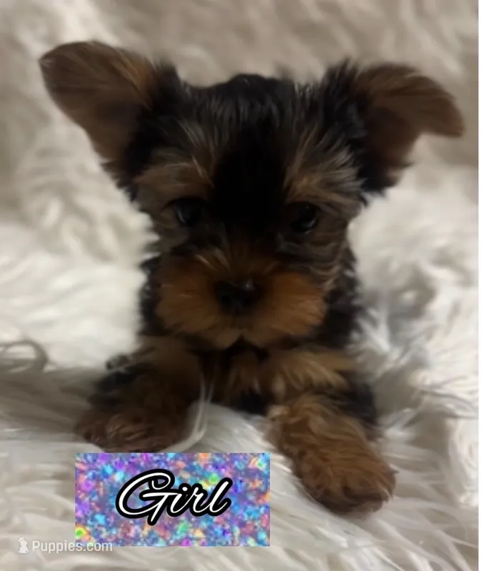 Flower #2 – Yorkshire Terrier puppy for sale in Merced, CA